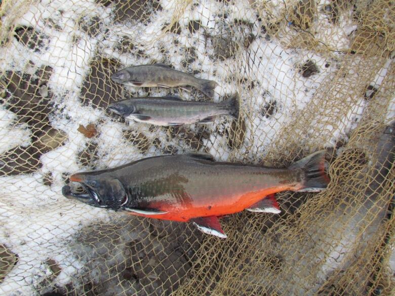 Three fish laid out in a net on a snowy and rocky ground. The bottom is the biggest and is mostly brown and black with a bright orange belly. The two above it are both small and are mostly grey.