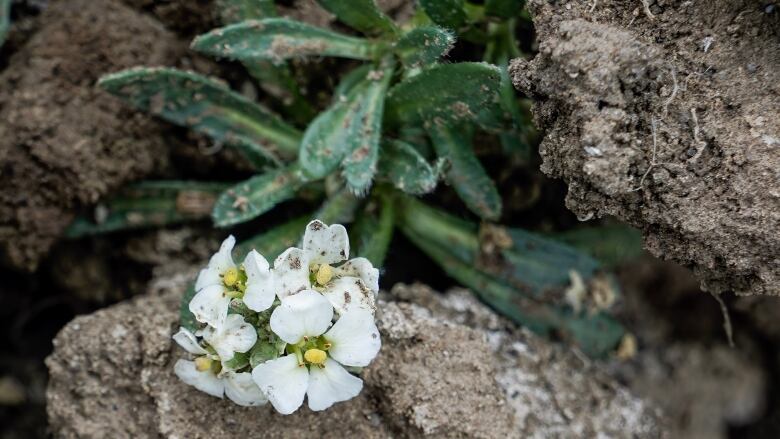 A plant with a cluster of white petaled flowers and yellow centres grows up from between the cracks of large dirt clumps. The plant looks bright and healthy, but it's covered in bits of wet sand.