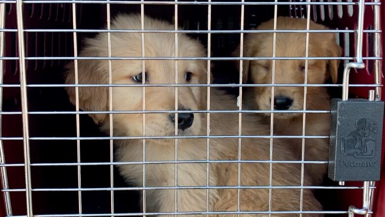 Two puppies are seen through the bars of a dog kennel enclosure. They're light-coloured golden retrievers, and one has its eyes closed.