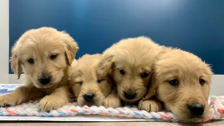 Four puppies with long light brown fur lie close together, facing the camera. They look subdued.