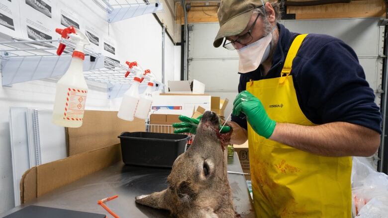 A man sticks a swab in the nose of a white-tail deer carcass' head.