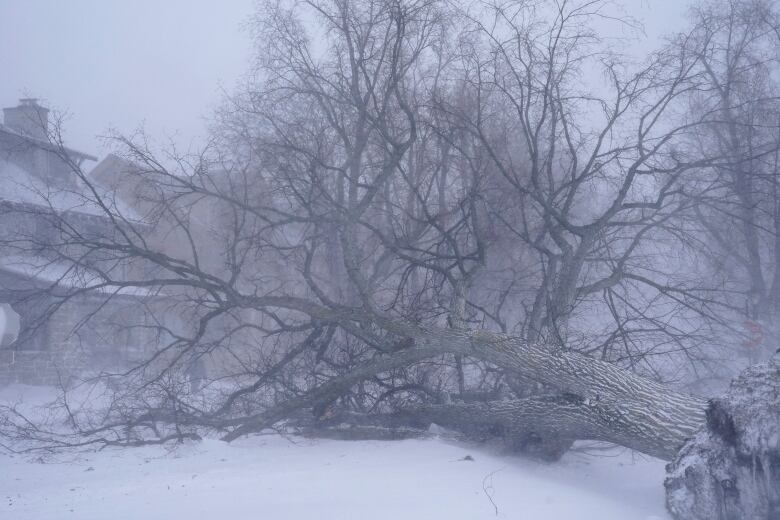 A large tree lies on a street in a snowstorm.