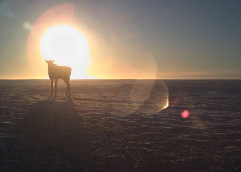 A sunrise on a wintery tundra with a caribou on the left hand side, appearing to look into the sun's rays. 