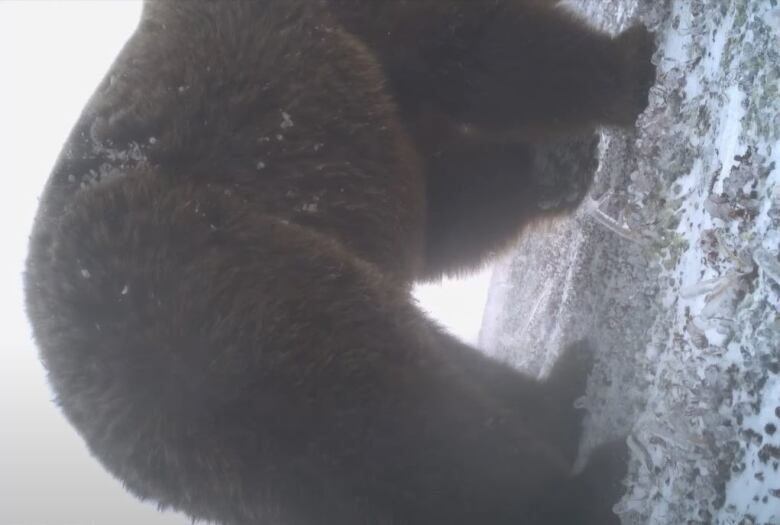 The body of a grizzly bear, walking away from the camera, fills up most of the frame. 