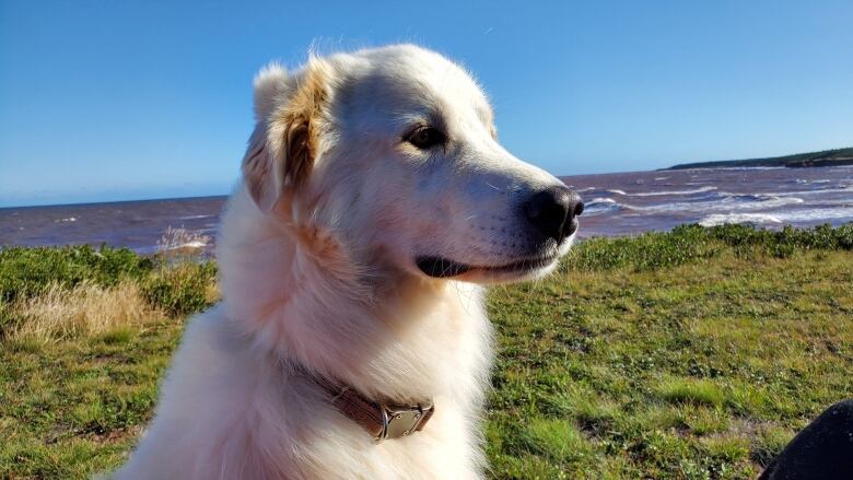 Four year old pyrenees dog sits by the ocean in Prince Edward Island