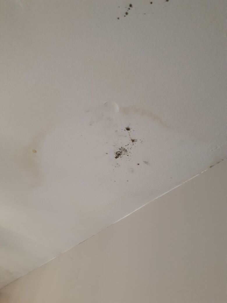 Small black spots of mould are seen on a white ceiling, surrounded by water damage.