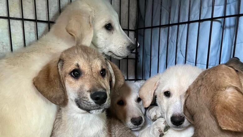 A pile of puppies in a kennel. They are mostly white in colour.