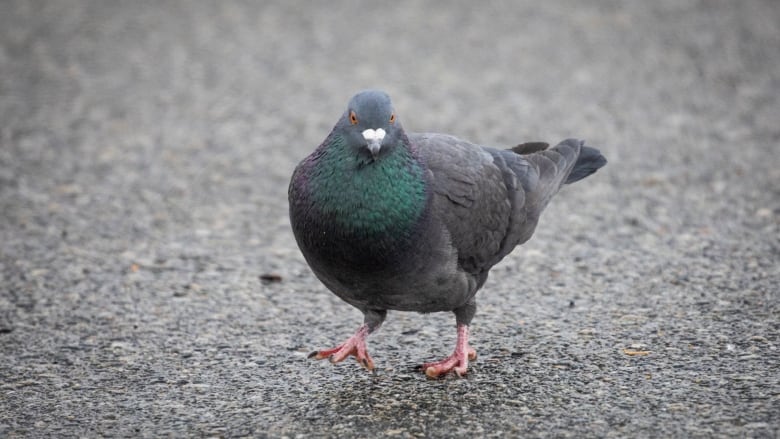 A grey pigeon is pictured walking on damp concrete.