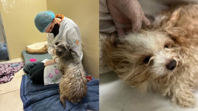 Left: An SPCA employee wearing a bonnet, mask, gloves and a gown comforts a small brown and grey dog. Right: Another small, brown, furry dog seen close up.