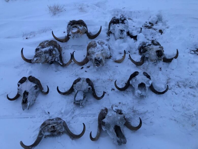 Ten muskox skulls are line up on the snowy ground.