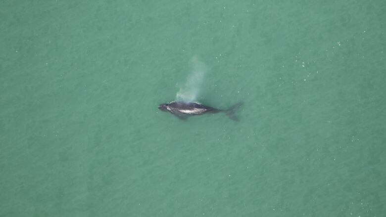 An aerial photo showing a North Atlantic right whale calf in clear blue water. 