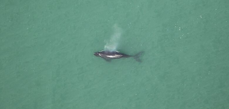 An aerial photo showing a North Atlantic right whale calf in clear blue water. 