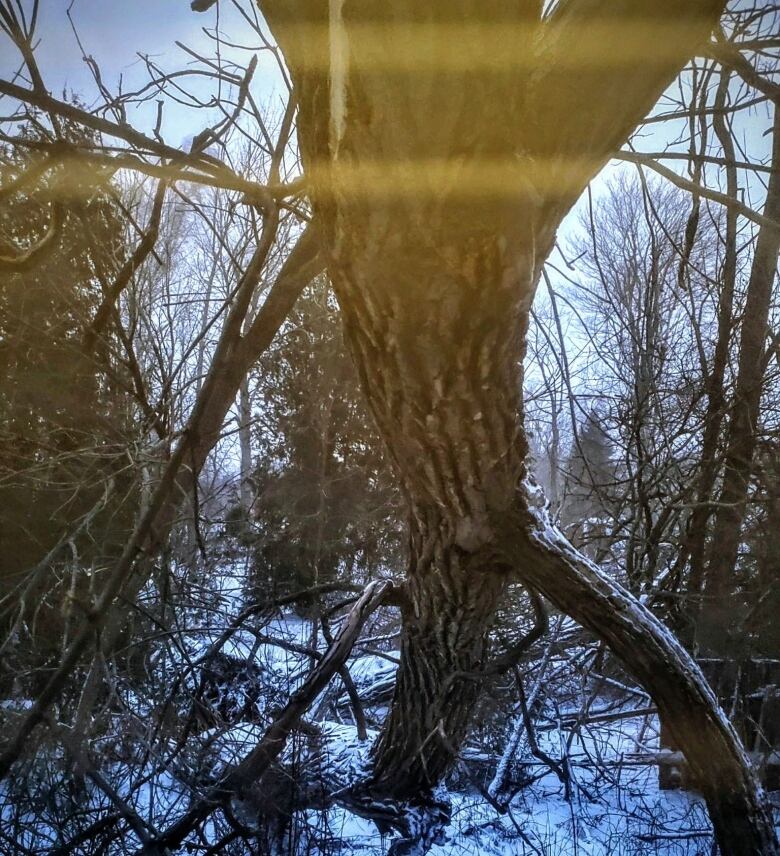 A fallen tree is seen through the window of a stopped train in winter.