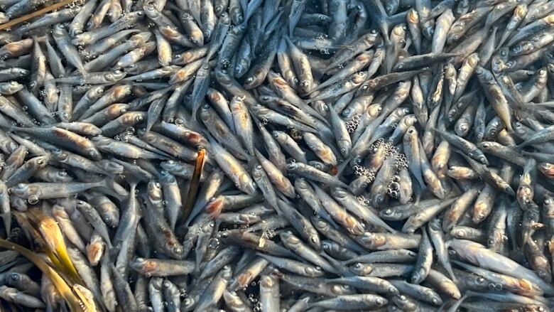 a close up of dead fish floating on the surface of the lake 