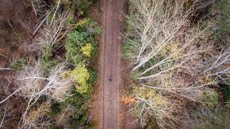 An aerial view of a walking trail with woods on either side and a single walker. 