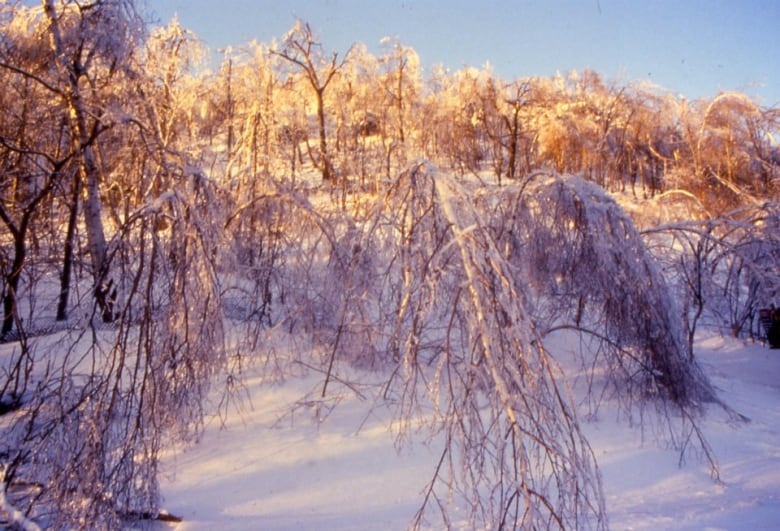 Trees encased in thick coats of ice bowed due to the weight. 