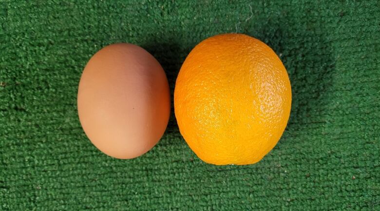 A large egg nearly the size of the orange it sits next to.