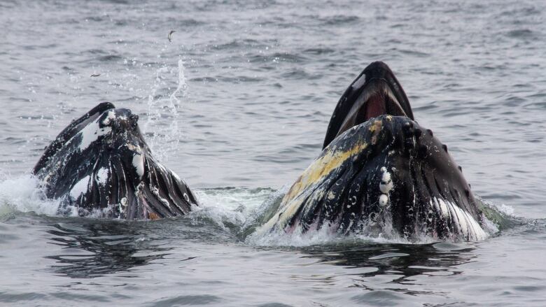 Two humpback whales push the tips of their mouths above water.