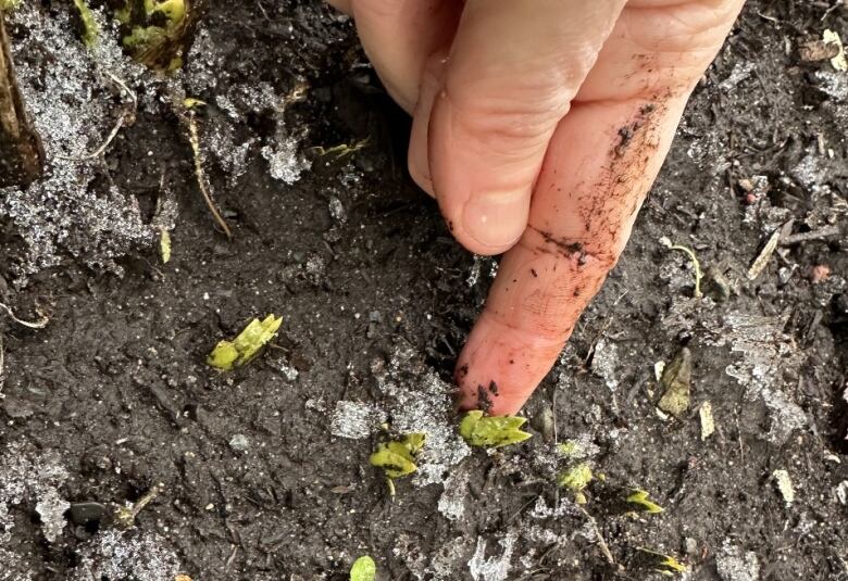 A hand points at small green sprouts on the ground.