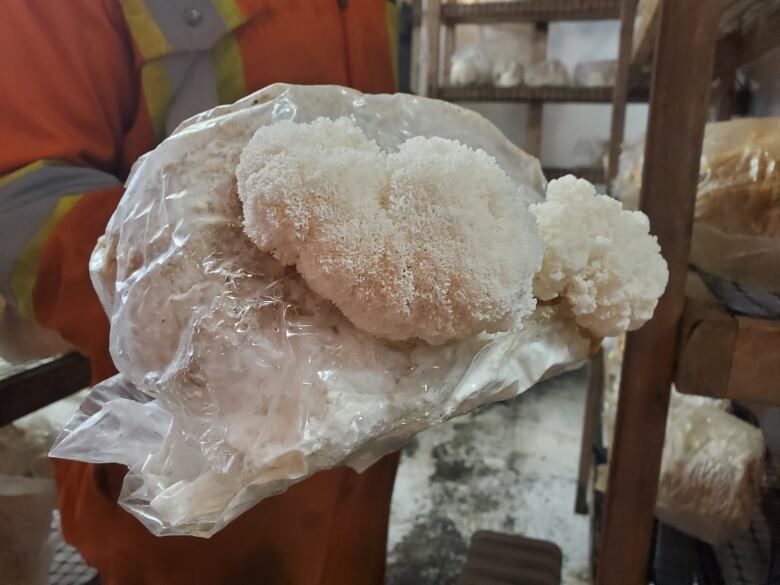 A man in an orange safety suit holds a white lion's mane mushroom, which is bursting out of a plastic bag. 