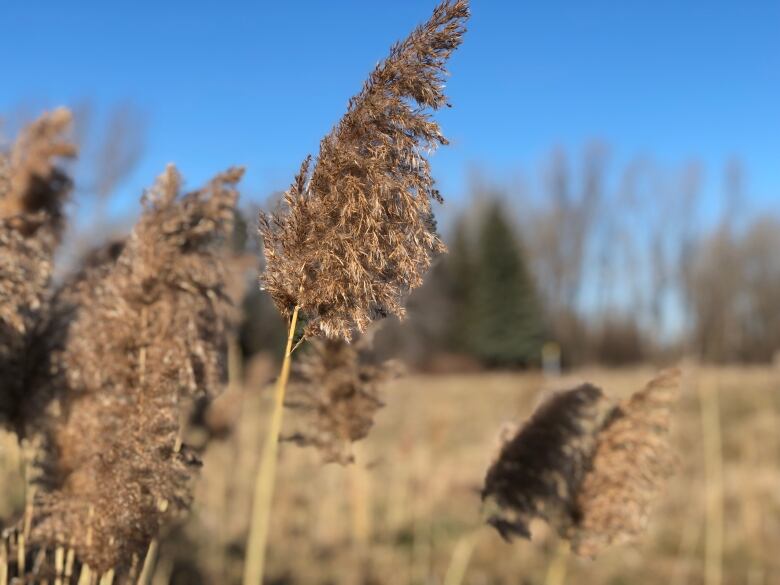 A tall grass with a woody stem.