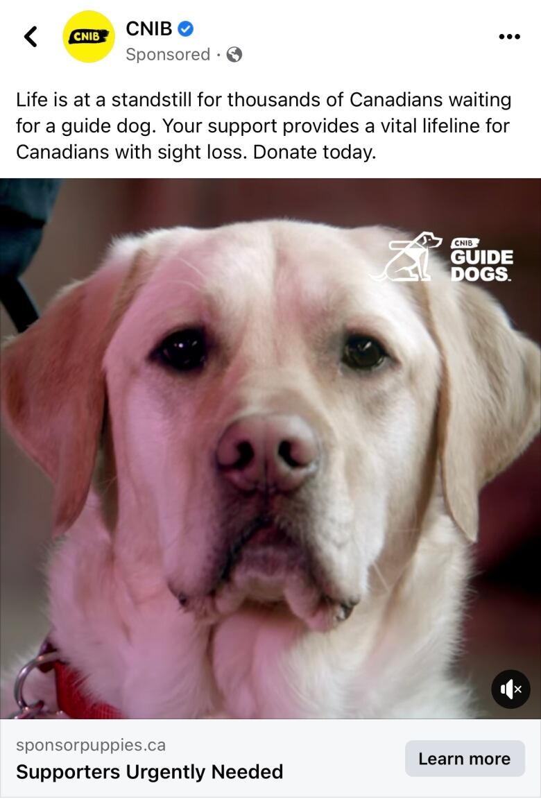 A CNIB Facebook ad with the the face of a guide dog says 