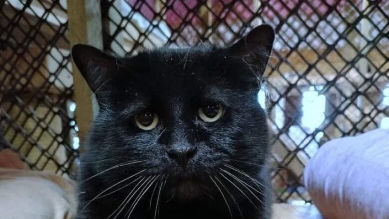 A black cat sitting on the floor.