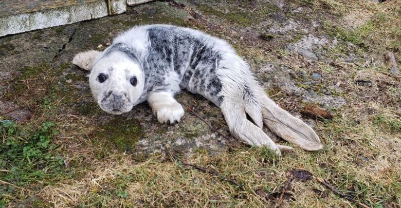 Seal pups, such as this unhealthy grey seal pup, can be found in some unexpected inland areas during pupping season.