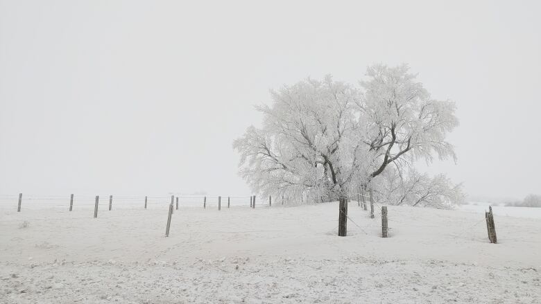 Trees have been coated with several layers of rime ice these past few weeks as a stagnant weather pattern takes hold.