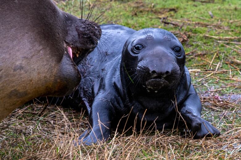 Closeup of a wet and newly birthed baby elephant seal and it's mother sniffing it. 