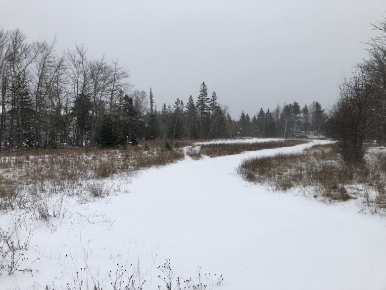 An empty field, with trees on both sides, and a snow-covered road in the foreground leading off toward the back end of the large lot.