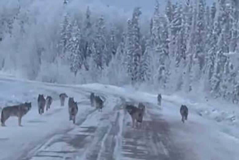 A pack of wolves is seen on a snowy road.