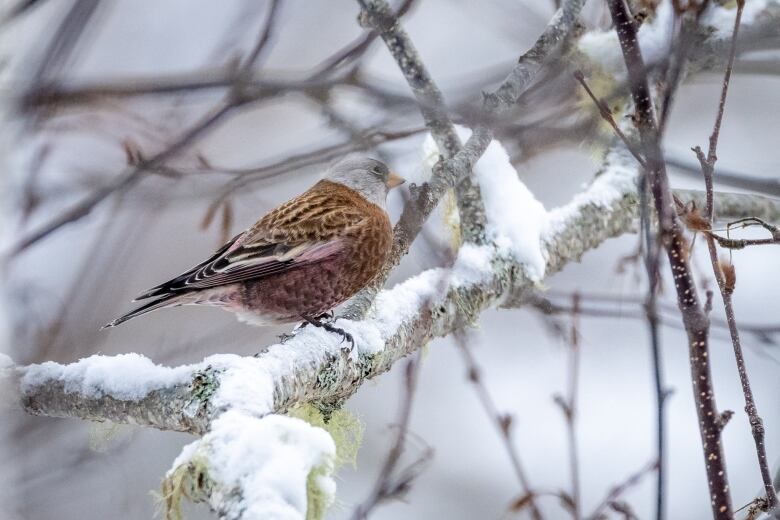 A bird with a brown body and a grey head sits on a snowy branch.