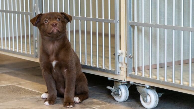 A brown puppy in a kennel.