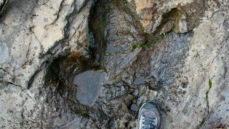 A dinosaur footprint is seen with a person's boot for scale.