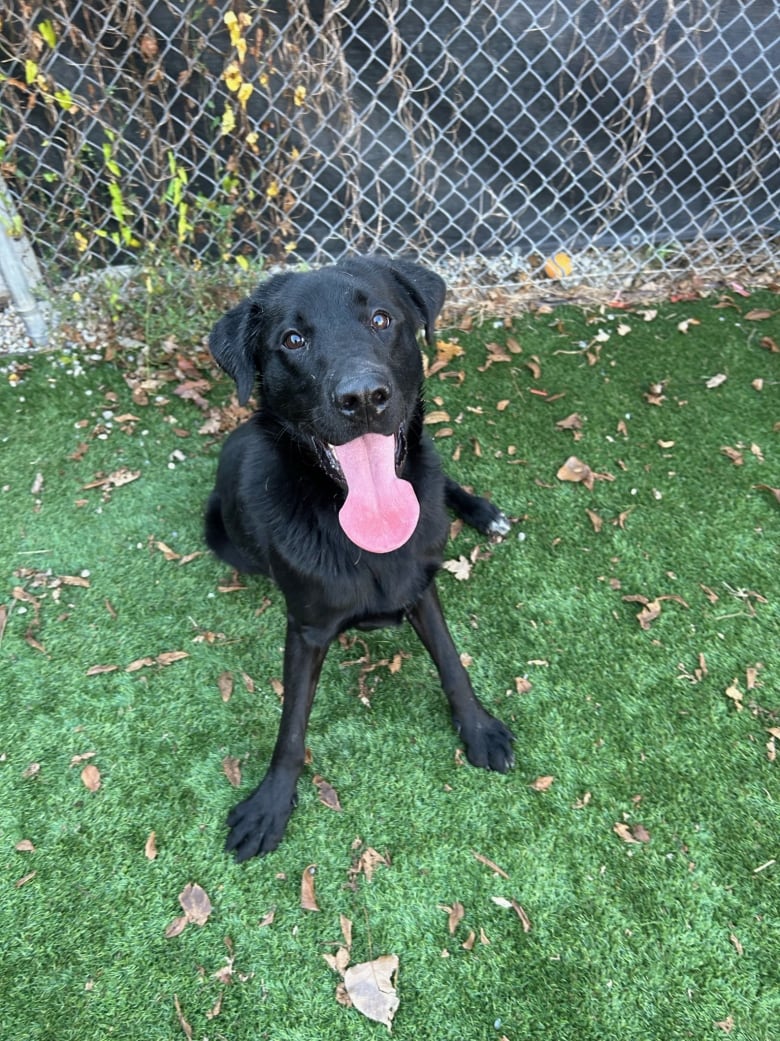 Loki the dog is currently up for adoption at the Kitchener-Waterloo and Stratford Perth Humane Society. 