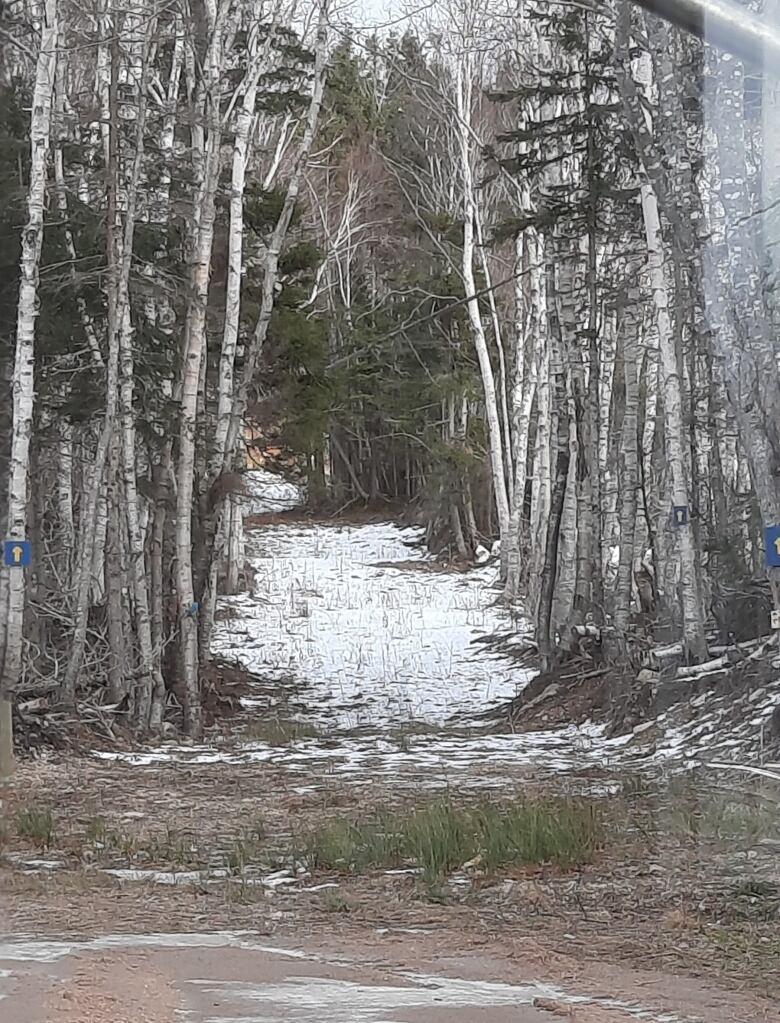 A wooded trail has a very light covering of white snow with grass sticking through. 