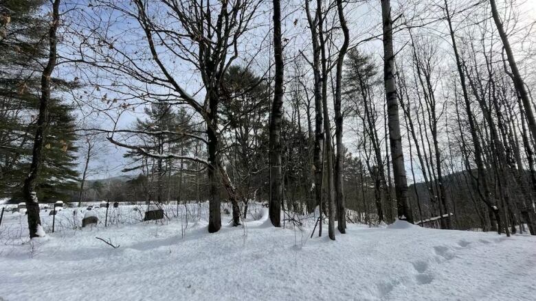 Snowy forest