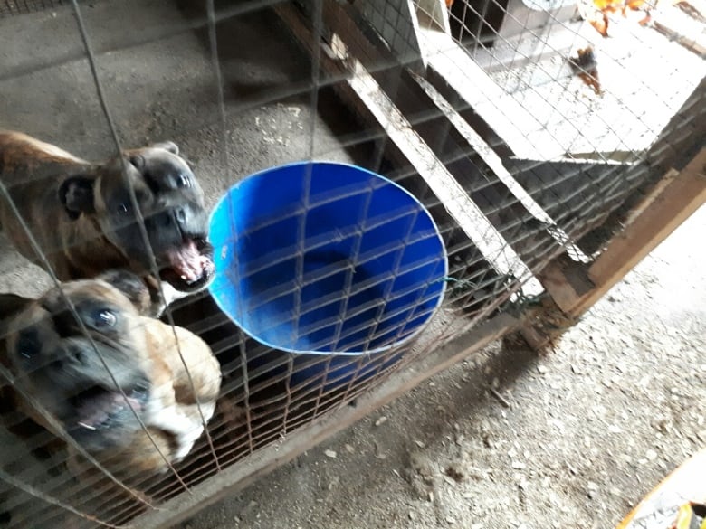 Two dogs in a cage next to a blue bucket.