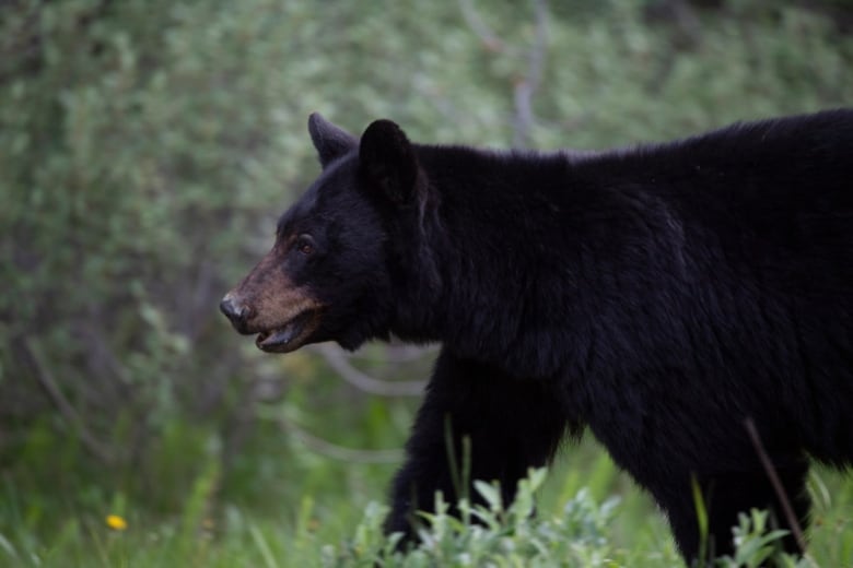 A closeup of a black bear in a meadow.