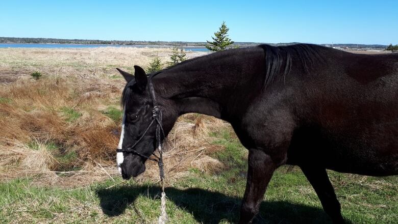 A dark brown horse walks along a grassy area near a beach, with ocean in the background.