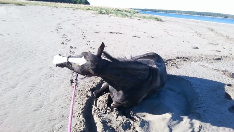 A brown horse on a pink lead rolls in the sand