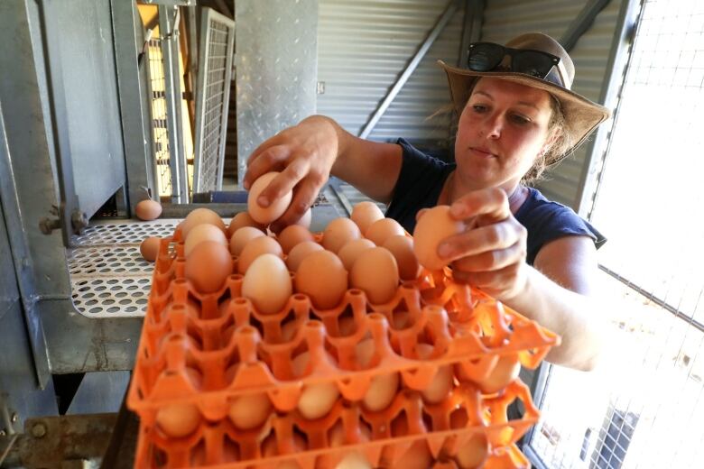 A farmer collects eggs on a farm in Australia.