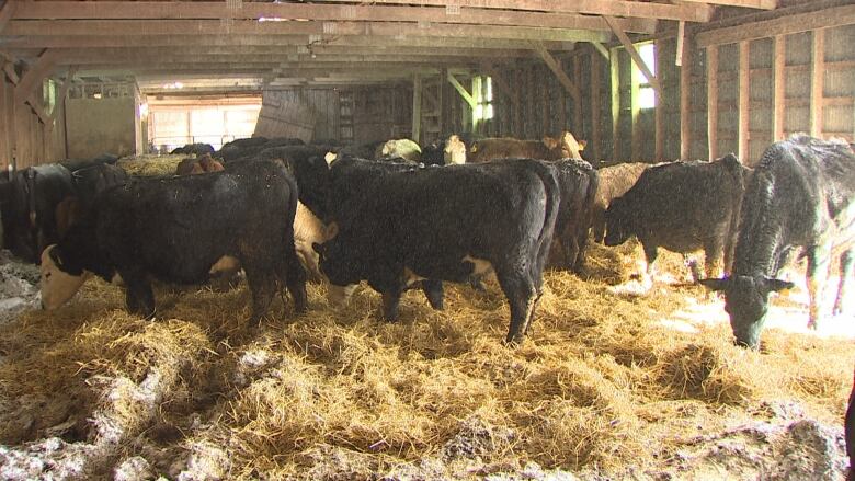 Beef cattle in a barn