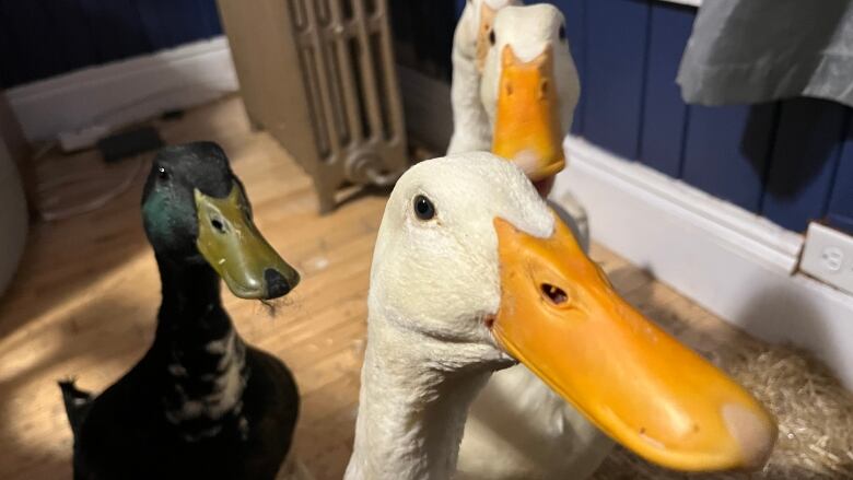 Four ducks sit inside the corner of of a home by the heater. 