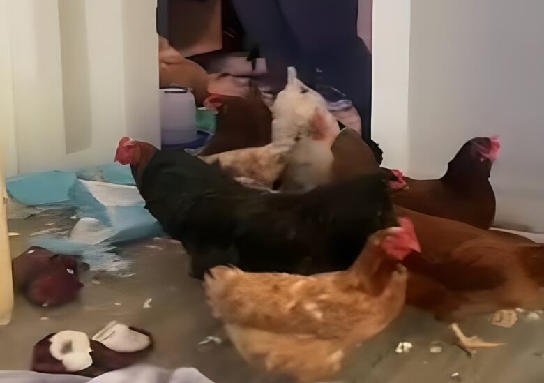 chicken roam inside a washroom.