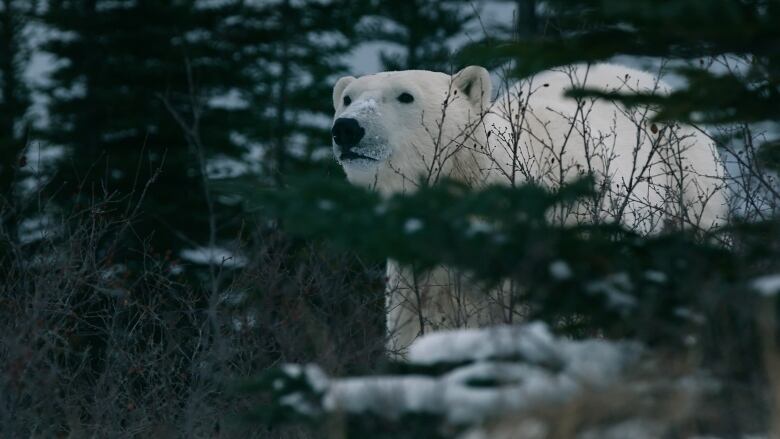 A polar bear stands in a forest and looks off into the distance.