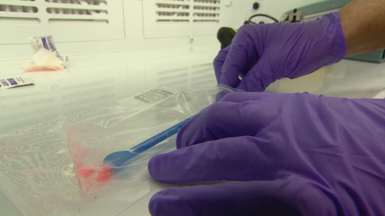 A man wearing purple, latex gloves uses a small scoop to pick up tiny, pink grains.