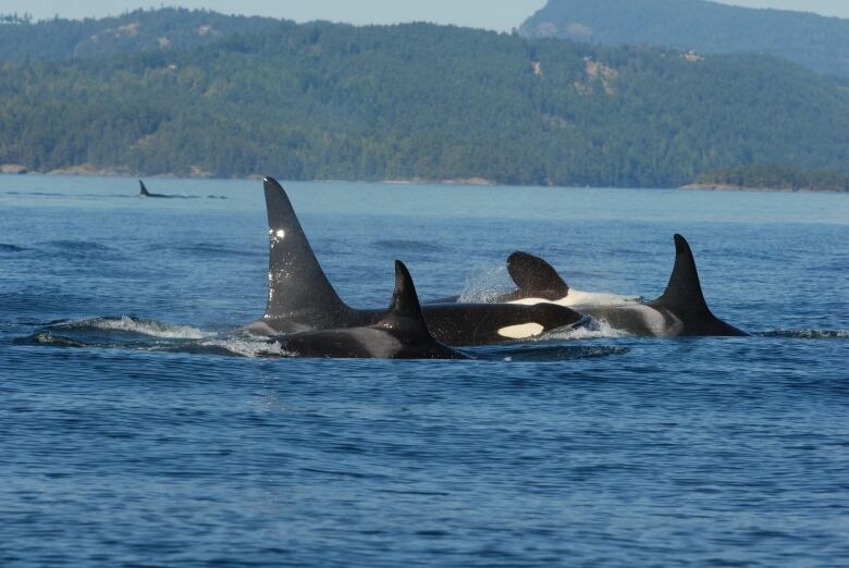 Several whales are seen swimming in the ocean.