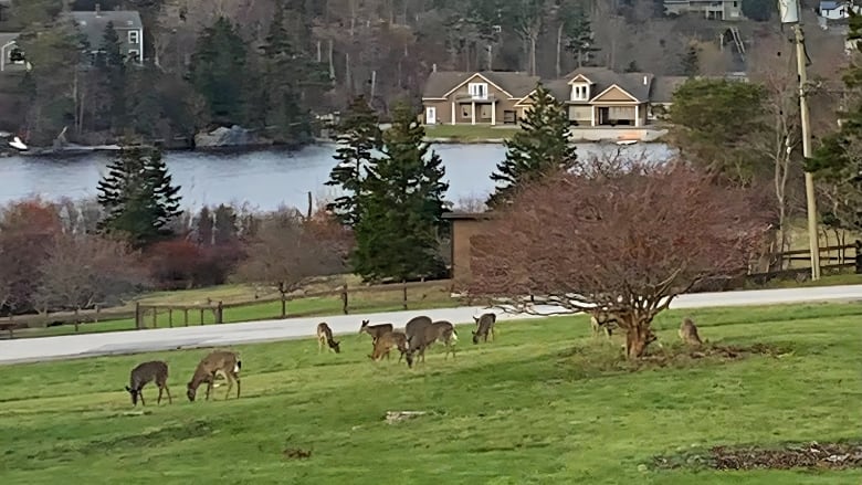 Several deer in a yard.